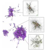 Interactive Exploration of High-dimensional Datasets with PolyPhy and Polyglot
